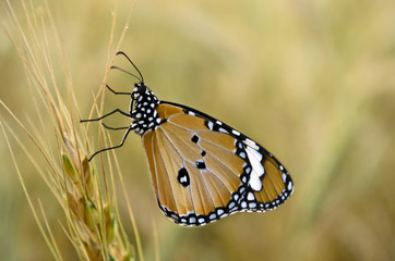 Monarch Butterfly side view