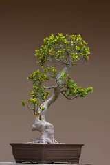 Papier Peint photo autocollant Bonsaï un bonsai