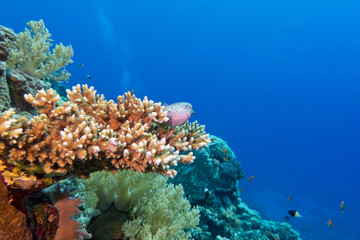 coral reef with exotic fishes at the bottom of tropical sea