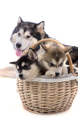 chiots malamute et leur mère