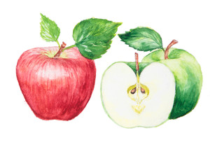 the apple watercolor isolated on the white background