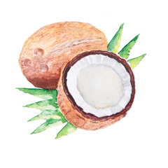 the cocos watercolor isolated on the white background