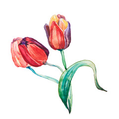 the spring flowers watercolors isolated on the white background - 78419851
