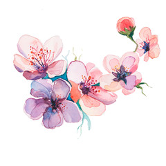 the spring flowers watercolors isolated on the white background - 78419854