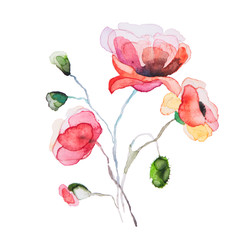 the spring flowers watercolors isolated on the white background - 78419867