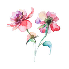 the spring flowers watercolors isolated on the white background - 78419871