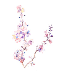 the spring flowers watercolors isolated on the white background