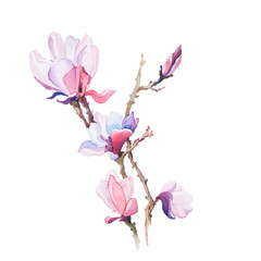 the spring flowers watercolors isolated on the white background - 78419883
