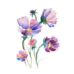 the spring flowers watercolors isolated on the white background - 78419891