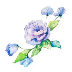the spring flowers watercolors isolated on the white background - 78419895