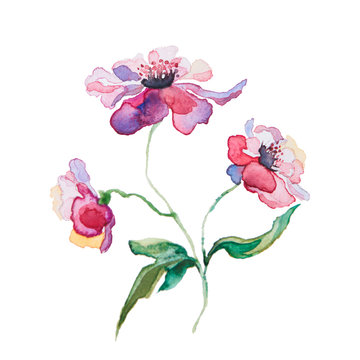 the spring flowers watercolors isolated on the white background