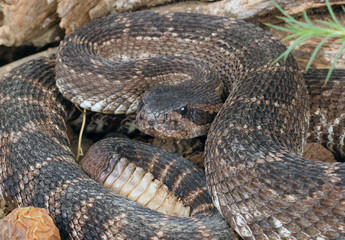 Southern Pacific Rattlesnake (Crotalus viridis helleri).