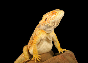 Bearded Dragon