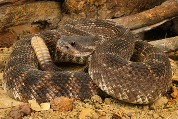 Southern Pacific Rattlesnake