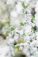 Fruit tree spring flowers background