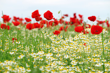 Obraz premium wild flowers meadow spring season