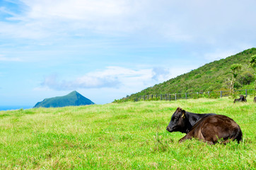 Wagyu in Hachijojima