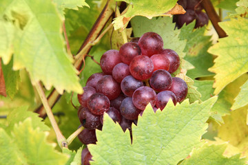 Vine grape for Bordeaux red wine in France