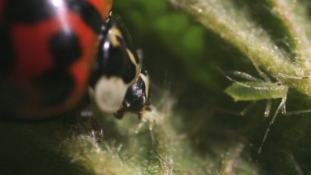 Ladybird beetle eating an aphid
