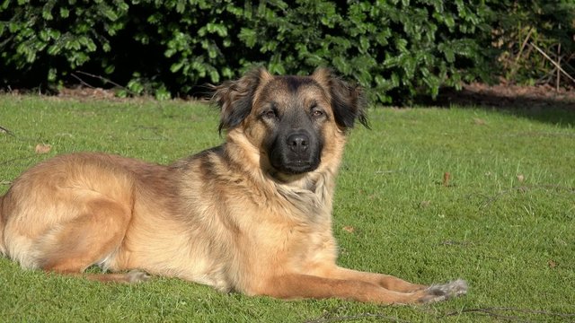Brauner Hund liegt auf Wiese