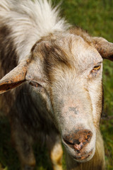 Fototapeta premium Portrait of a goat with a beard on a green pasture