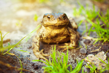 Brown frog in the grass