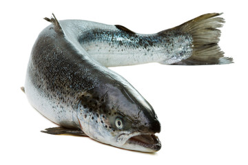 Whole salmon isolated on white