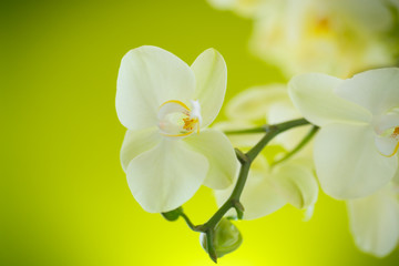 Obraz premium Beautiful white phalaenopsis flowers