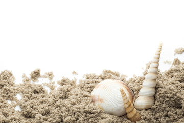 Scallop isolated on the white background.