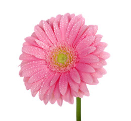 Pink gerbera