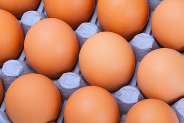 Chicken eggs in a tray