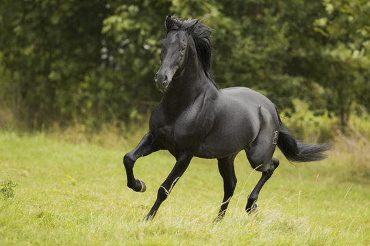 Black Beauty