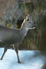 Roe deer walking on snow