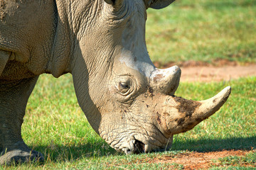 Obraz premium Closeup of a head of white rhino