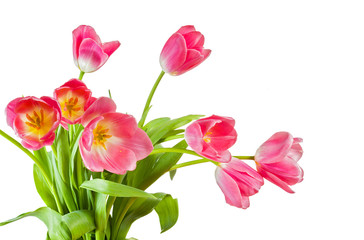 bouquet of tulips isolated on white