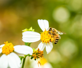 bee eat pollen of flower