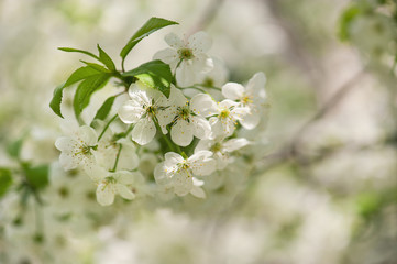 Cherry flowers