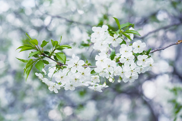 Cherry flowers