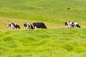 Fototapeta premium vaches au pré