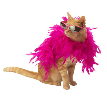 Ginger Cat With Feather Boa (no Shadow)