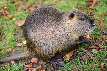 Coypu