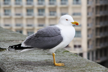 Seagull