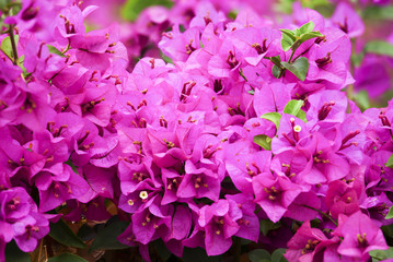 Pink Bougainvillea flowers in nature
