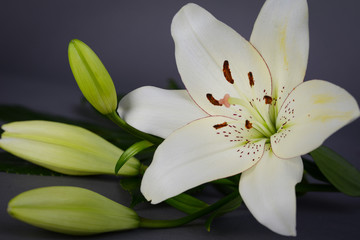 Naklejka na ściany i meble beautiful single white lily with isolated on a gray background