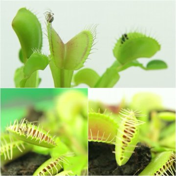 Carnivorous plant. Venus flytrap ( Dionaea muscipula ) - VIDEO