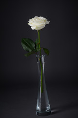 Naklejka na ściany i meble beautiful close up of white rose isolated on dark background