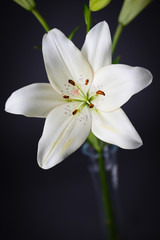 Fototapeta na wymiar beautiful single white lily with isolated on a gray background