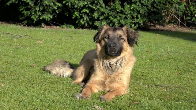 Brauner Hund auf der Wiese