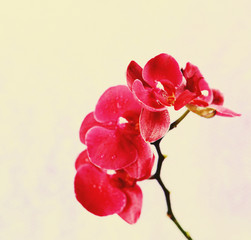 Fototapeta na wymiar Beautiful blooming orchid on light background