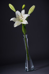 beautiful single white lily with isolated on a gray background